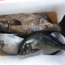 鵜来島家本渡船 釣果