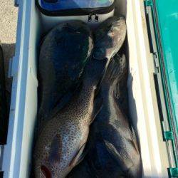 鵜来島家本渡船 釣果