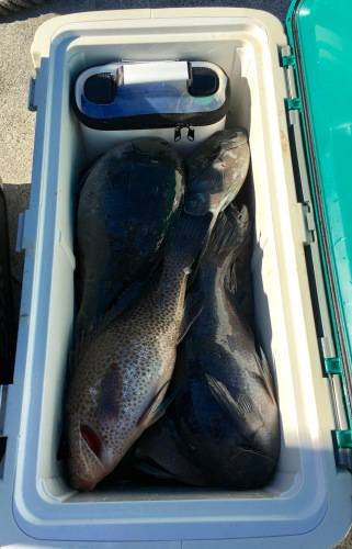 鵜来島家本渡船 釣果