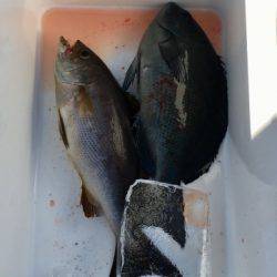 鵜来島家本渡船 釣果