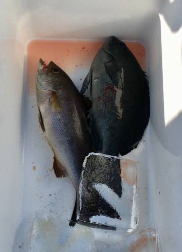 鵜来島家本渡船 釣果