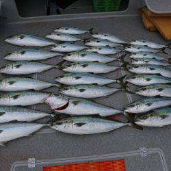 へいみつ丸 釣果