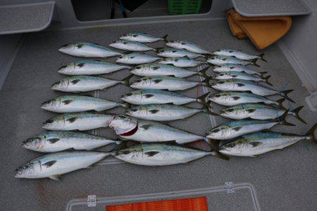 へいみつ丸 釣果