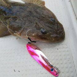 Magic(マジック) 釣果