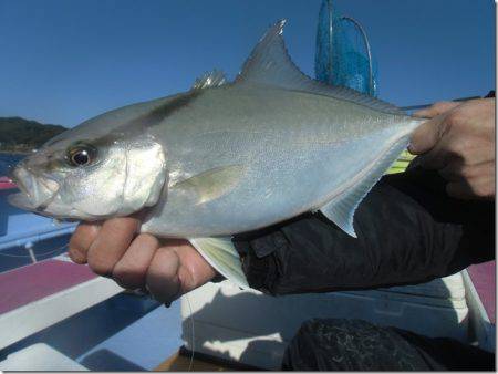 海正丸 釣果