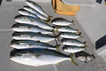 へいみつ丸 釣果