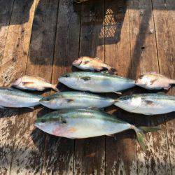 由良海上釣り堀 海人 釣果