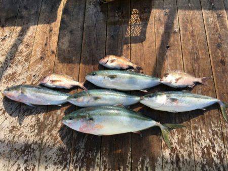 由良海上釣り堀 海人 釣果