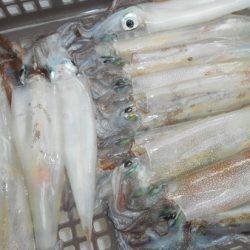 こうゆう丸 釣果