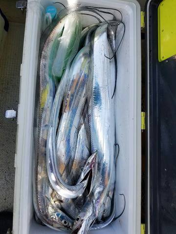 遊漁船　ニライカナイ 釣果