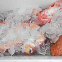 こうゆう丸 釣果