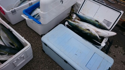 IDATEN(イダテン) 釣果