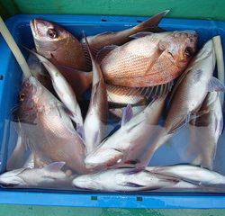 第二むつ漁丸 釣果