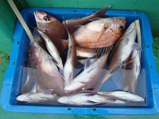 第二むつ漁丸 釣果