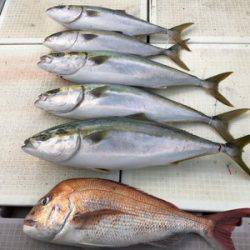ミタチ丸 釣果
