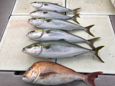 ミタチ丸 釣果