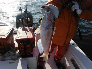 開進丸 釣果