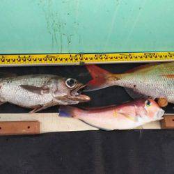 武勝丸（ぶしょうまる） 釣果