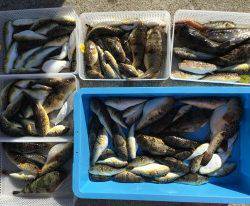 おざき丸 釣果
