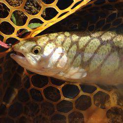 OLAHO FISHING SPOT 釣果