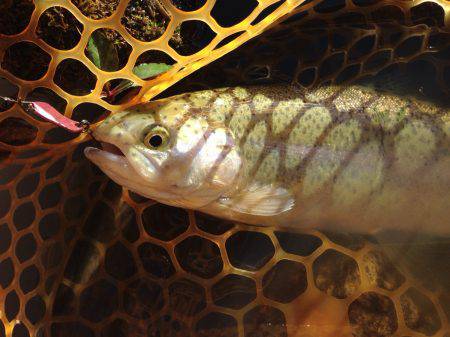 OLAHO　FISHING SPOT 釣果…