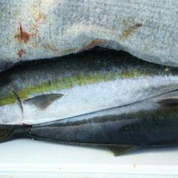 武勝丸（ぶしょうまる） 釣果