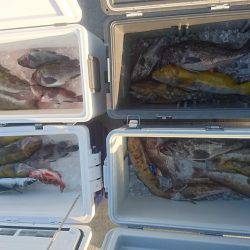 気仙沼 つり丸 釣果