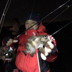 シーマジカル 釣果