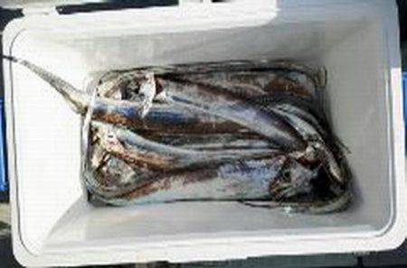 遊漁船 遊友 釣果