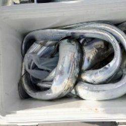 遊漁船 遊友 釣果