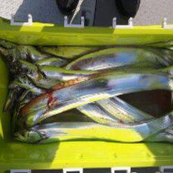 遊漁船 遊友 釣果