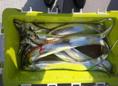 遊漁船 遊友 釣果