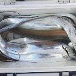 遊漁船 遊友 釣果