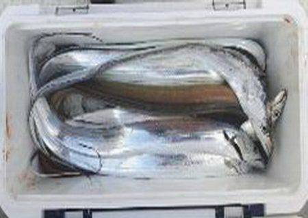 遊漁船 遊友 釣果