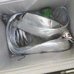 遊漁船 遊友 釣果