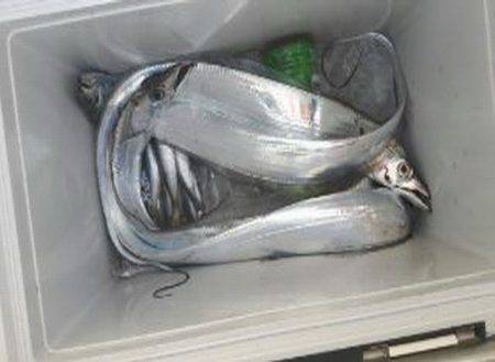 遊漁船 遊友 釣果