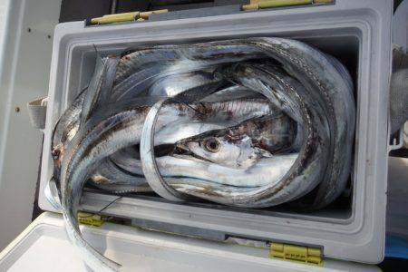 遊漁船 遊友 釣果