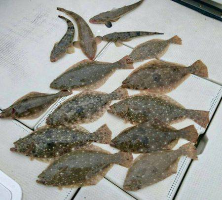 さんさん丸 釣果