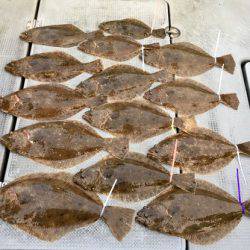 さんさん丸 釣果