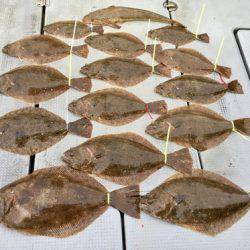 さんさん丸 釣果