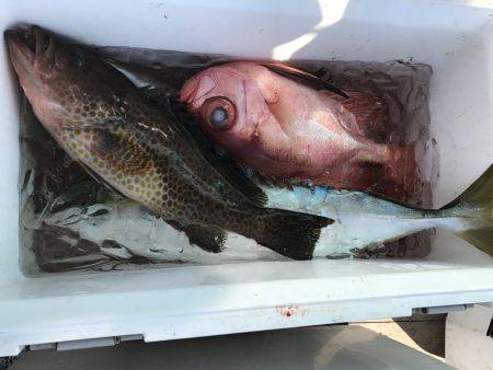 たいし丸 釣果