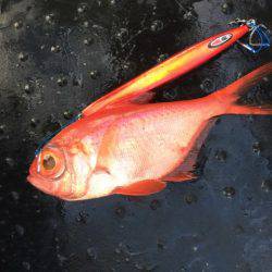 たいし丸 釣果