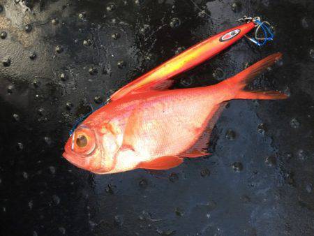 たいし丸 釣果