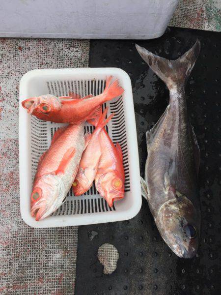 たいし丸 釣果