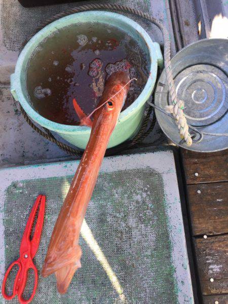 たいし丸 釣果
