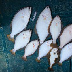 ANTARES(アンタレス) 釣果