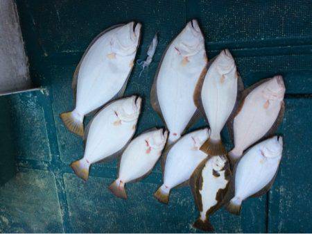 ＡＮＴＡＲＥＳ（アンタレス） 釣果