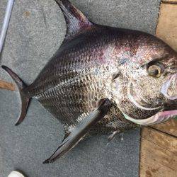 幸風(さちかぜ) 釣果