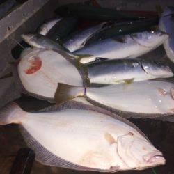 幸風（さちかぜ） 釣果