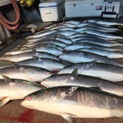 幸風(さちかぜ) 釣果